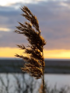 chesil beach 225x300 A Walk Next to Chesil Beach