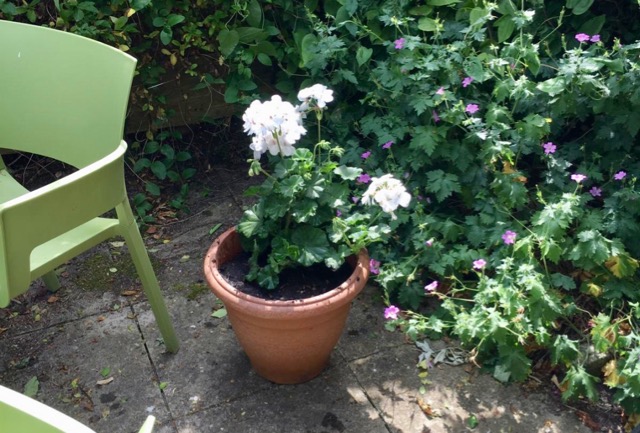 Geranium in flower pot on cottage terrace